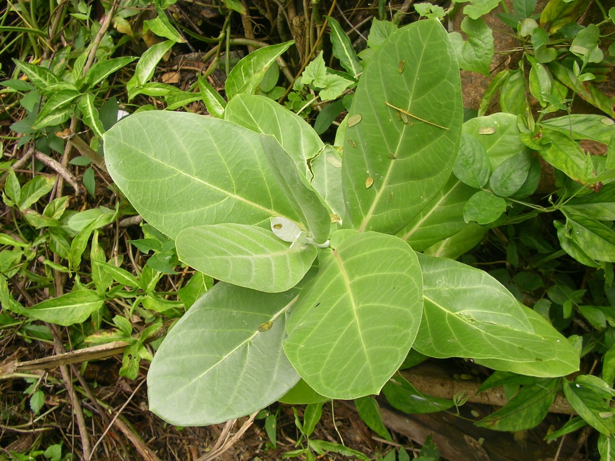 Calotropis gigantea (L.) W.T.Aiton